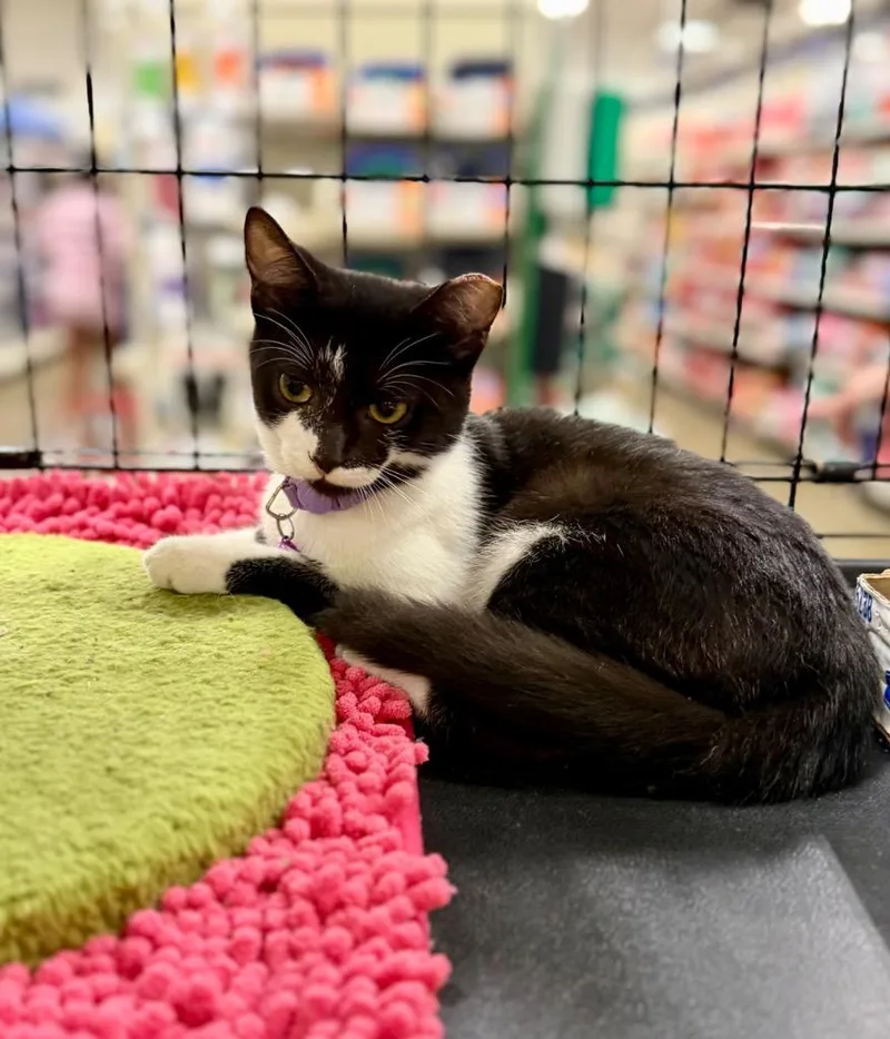 A baby small-sized female Domestic Short Hair cat named Kellen for adoption in Augusta, GA