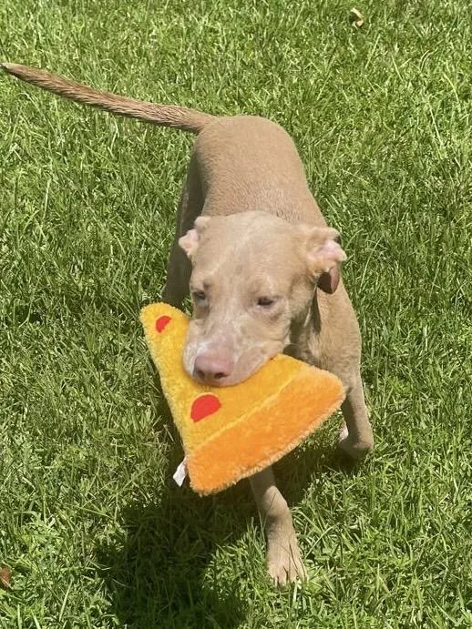 A baby medium-sized female Yellow / Tan / Blond / Fawn American Staffordshire Terrier dog named Sioux for adoption in Tomball, TX