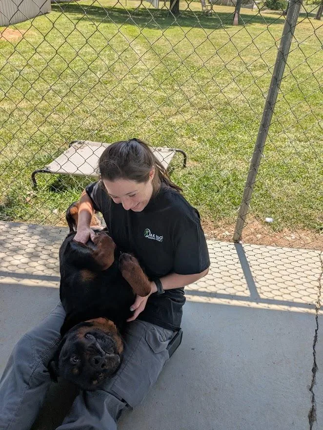 An adult large-sized male Rottweiler dog named Sirius for adoption in Oak Ridge, TN