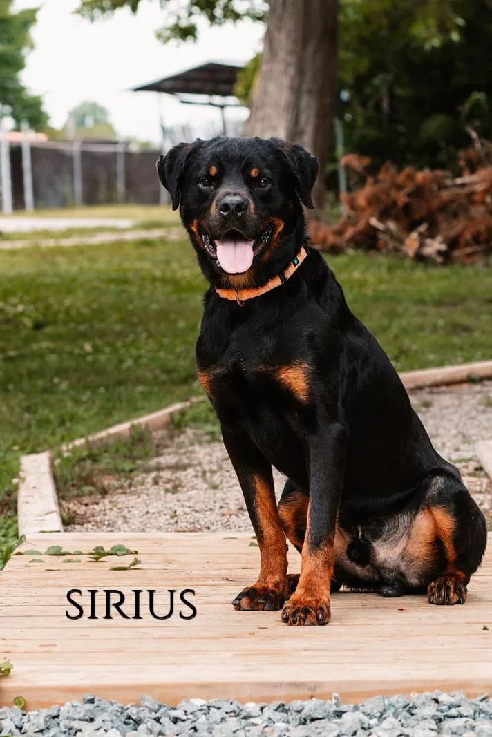 Sirius thumbnail 2
