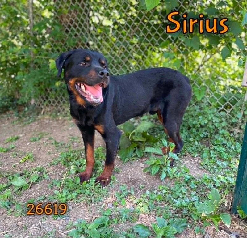 Sirius thumbnail 4