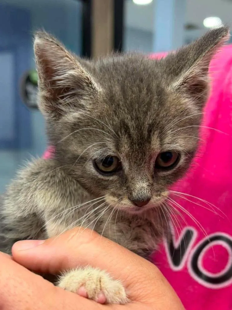 A baby medium-sized female Domestic Short Hair cat named Ruby for adoption in Republic, MO