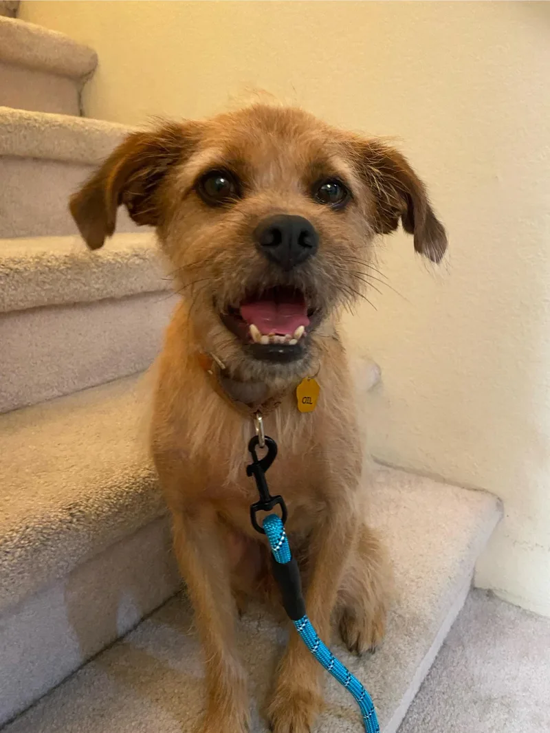 An adult small-sized male Terrier dog named Oil for adoption in San Jose, CA