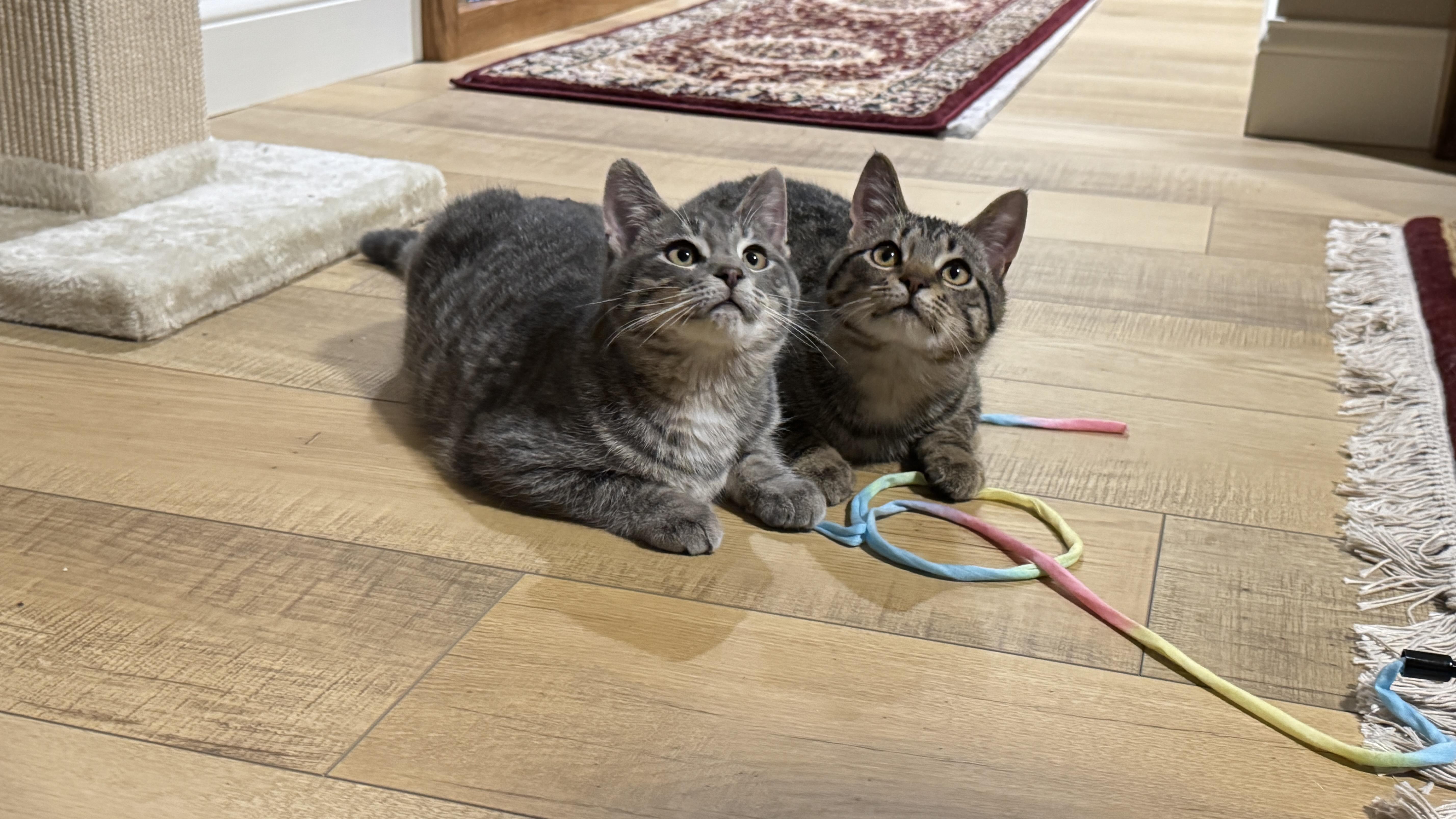 Milo From “max And thumbnail 2