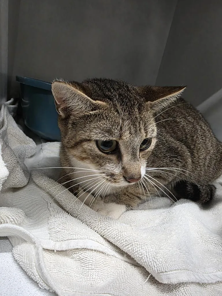 A young large-sized female Domestic Short Hair cat named Riso for adoption in Huntsville, TX