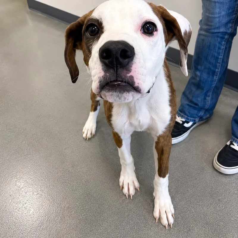 A baby medium-sized male White / Cream Hound dog named Ears for adoption in Seminole, FL