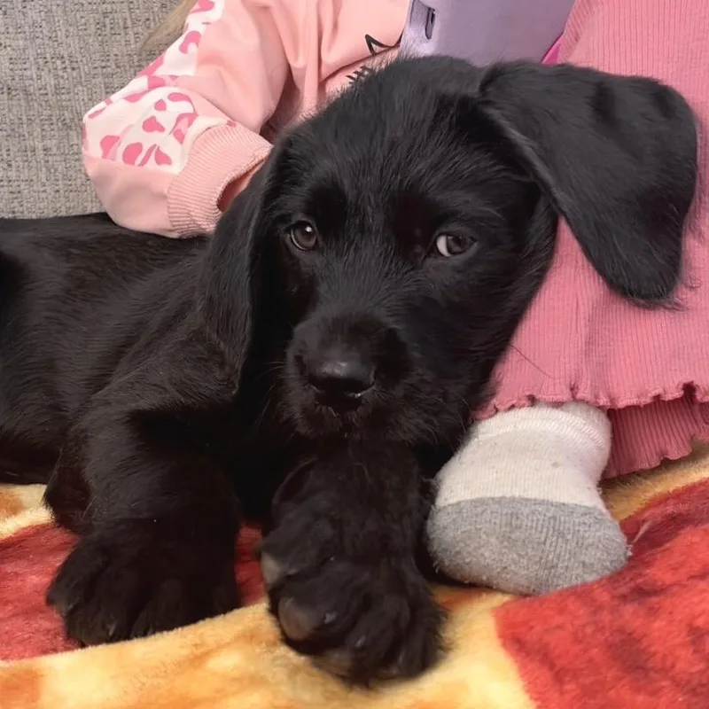 Little Foot thumbnail 2