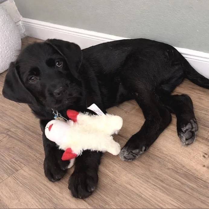 Little Foot thumbnail 3