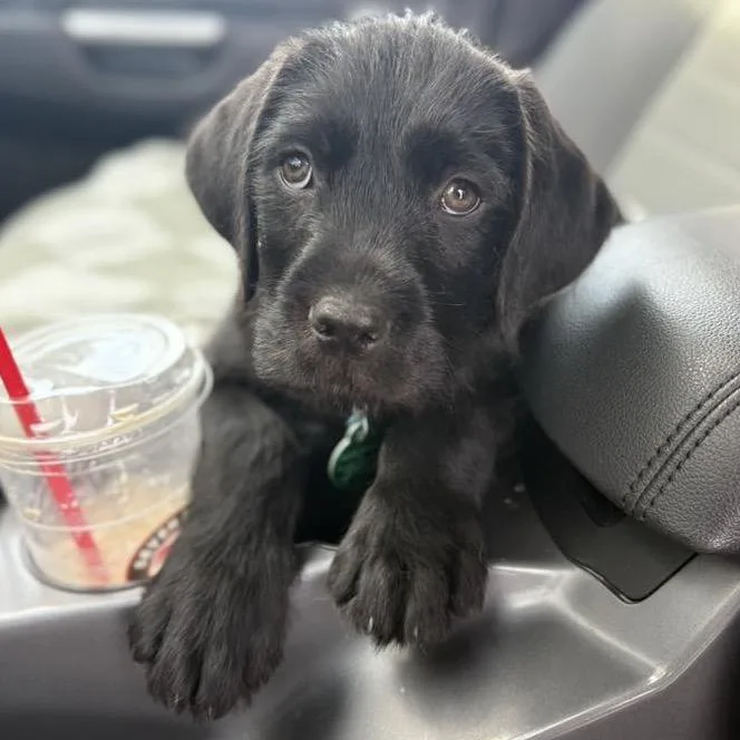 Little Foot thumbnail 4