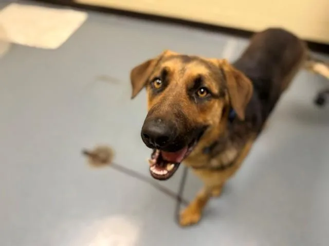 A young large-sized male German Shepherd Dog dog named Ford for adoption in Denver, CO