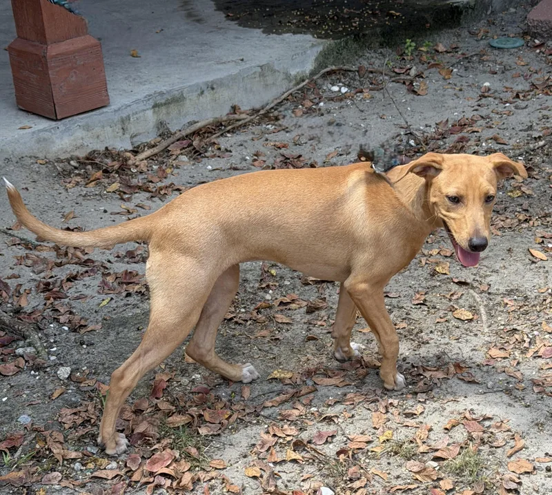 A baby medium-sized female Yellow / Tan / Blond / Fawn Terrier dog named Linda for adoption in Slidell, LA
