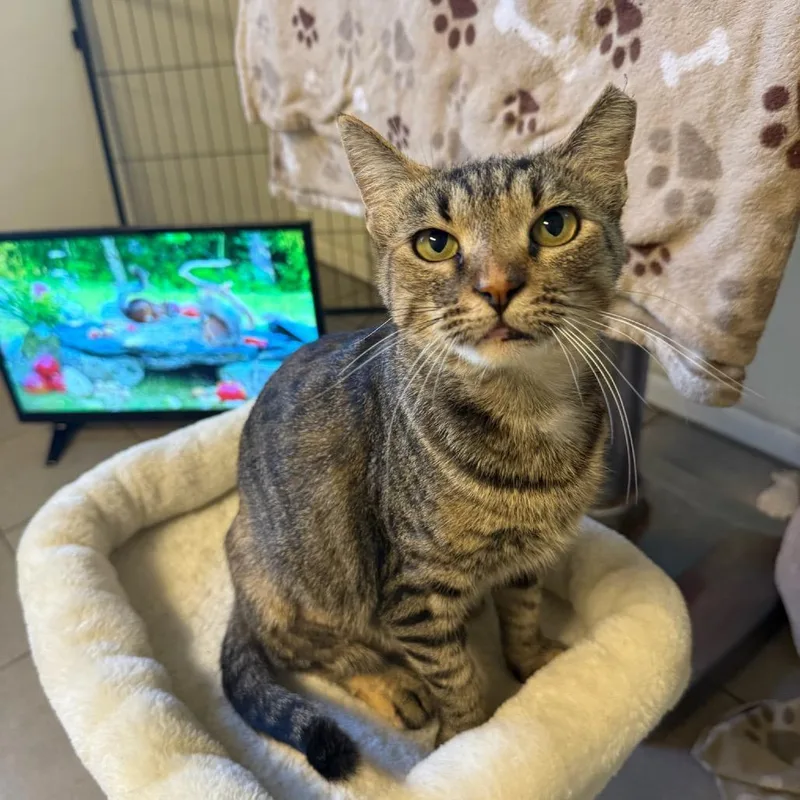 A young medium-sized female Black & White / Tuxedo Domestic Short Hair cat named Doja Cat for adoption in Kansas City, MO