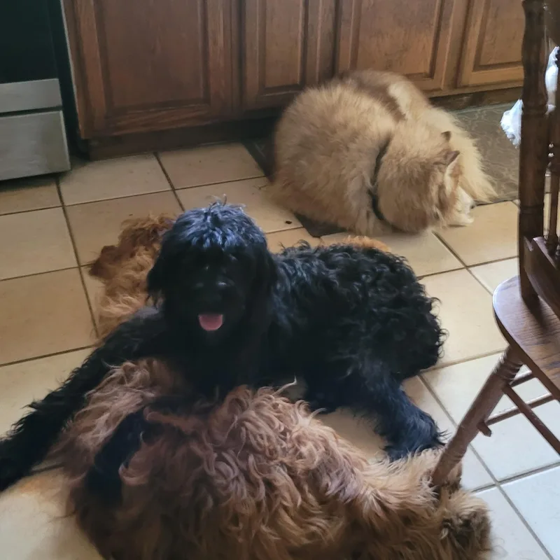A young medium-sized male Black Goldendoodle dog named Jet for adoption in Chiefland, FL