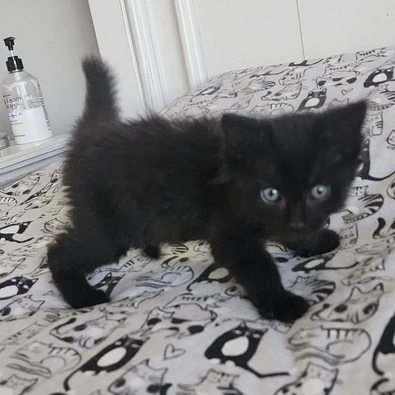 A baby medium-sized male Black Domestic Medium Hair cat named Larry for adoption in Graham, WA
