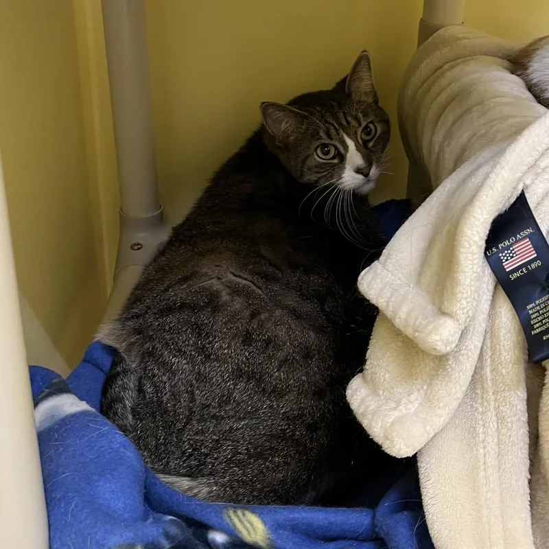 An adult extra large-sized male Black Domestic Short Hair cat named Oreo for adoption in Bedford, NH