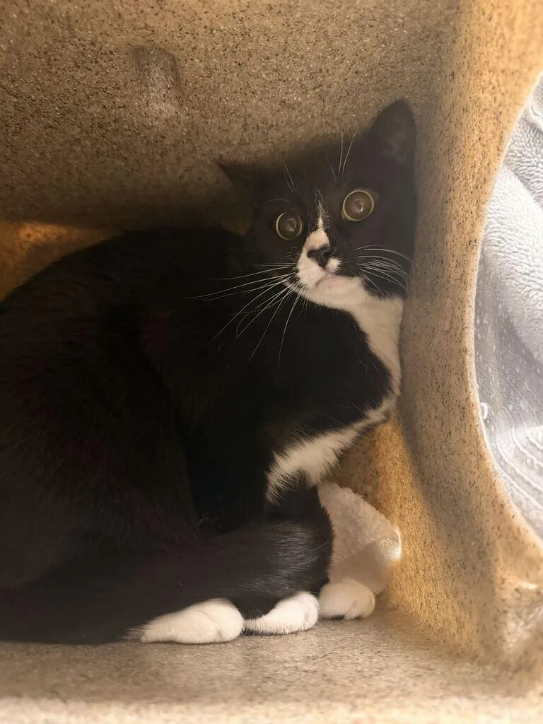 A senior medium-sized female Black Domestic Short Hair cat named Nina for adoption in Fruit Heights, UT