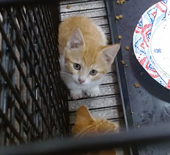 A baby small-sized female Domestic Short Hair cat named Yoda for adoption in Louisville, KY