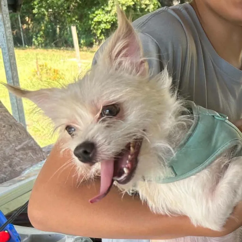 An adult small-sized male White / Cream Maltese dog named Dale for adoption in Bessemer, AL