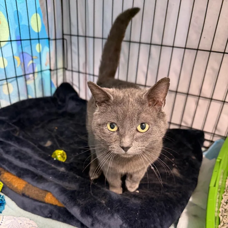 A young small-sized male Domestic Short Hair cat named Blueboy for adoption in Fairfax, VA