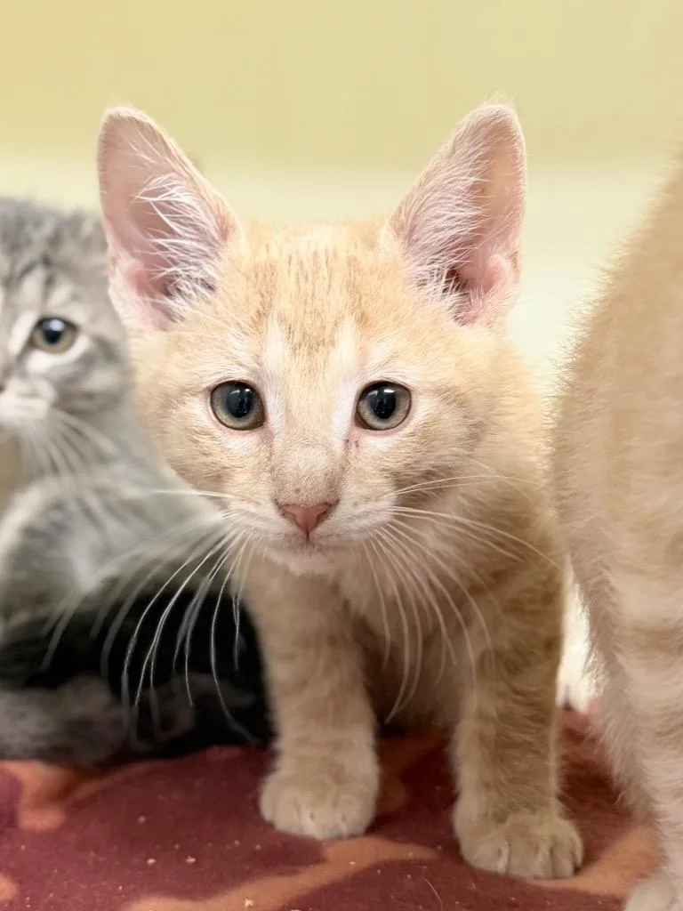 A baby medium-sized male Domestic Short Hair cat named Mayo for adoption in Menomonie, WI