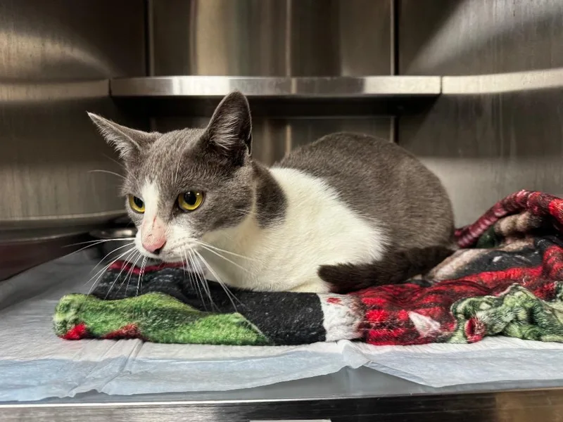 A baby medium-sized male Domestic Short Hair cat named Novak for adoption in Shelbyville, TN