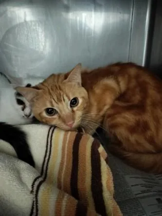 An adult small-sized male Domestic Short Hair cat named Tanny for adoption in Chatsworth, CA