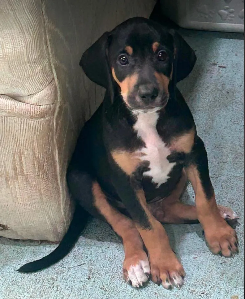 A baby large-sized male Irish Setter dog named Howard Puppy of for adoption in Osteen, FL