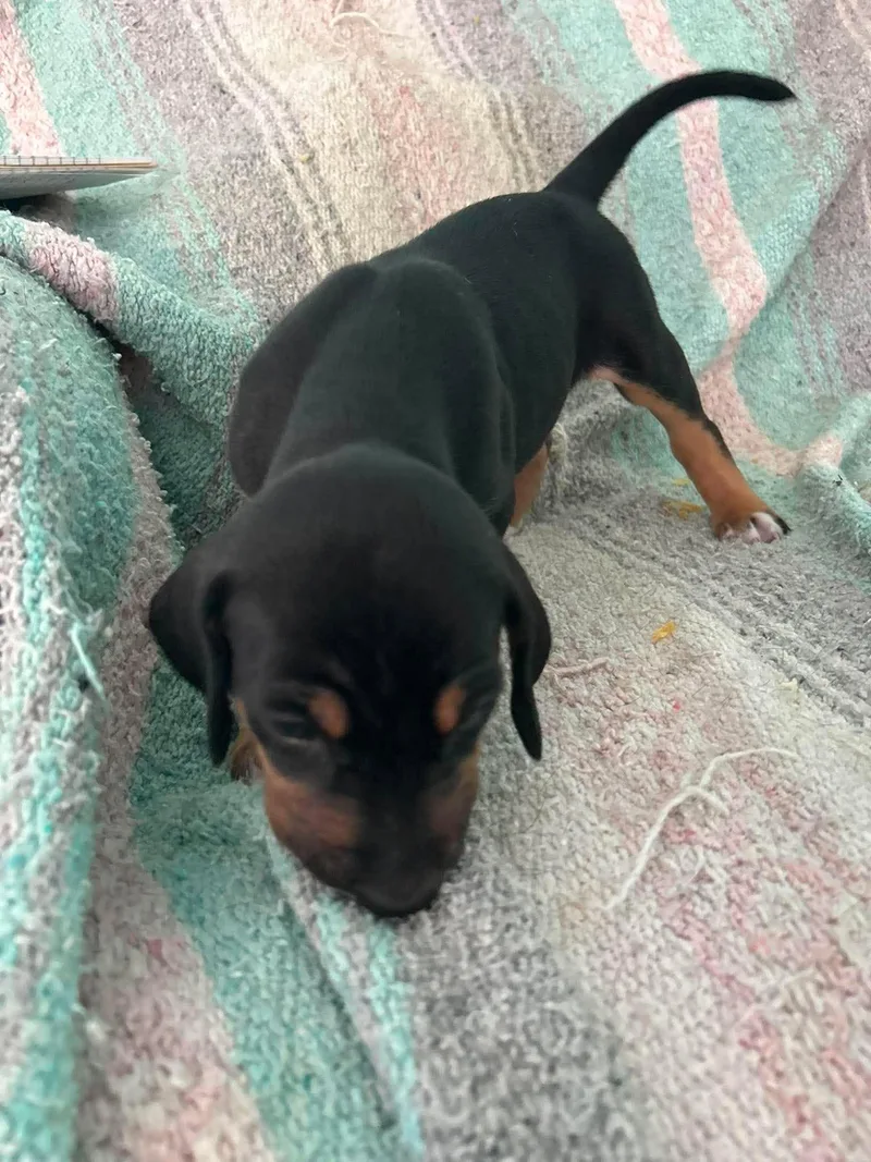 Howard  Puppy of thumbnail 2
