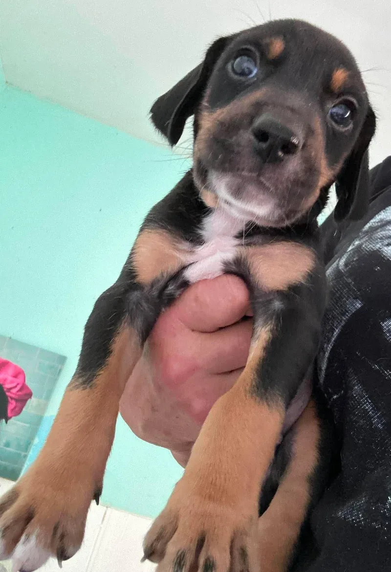 Howard  Puppy of thumbnail 3