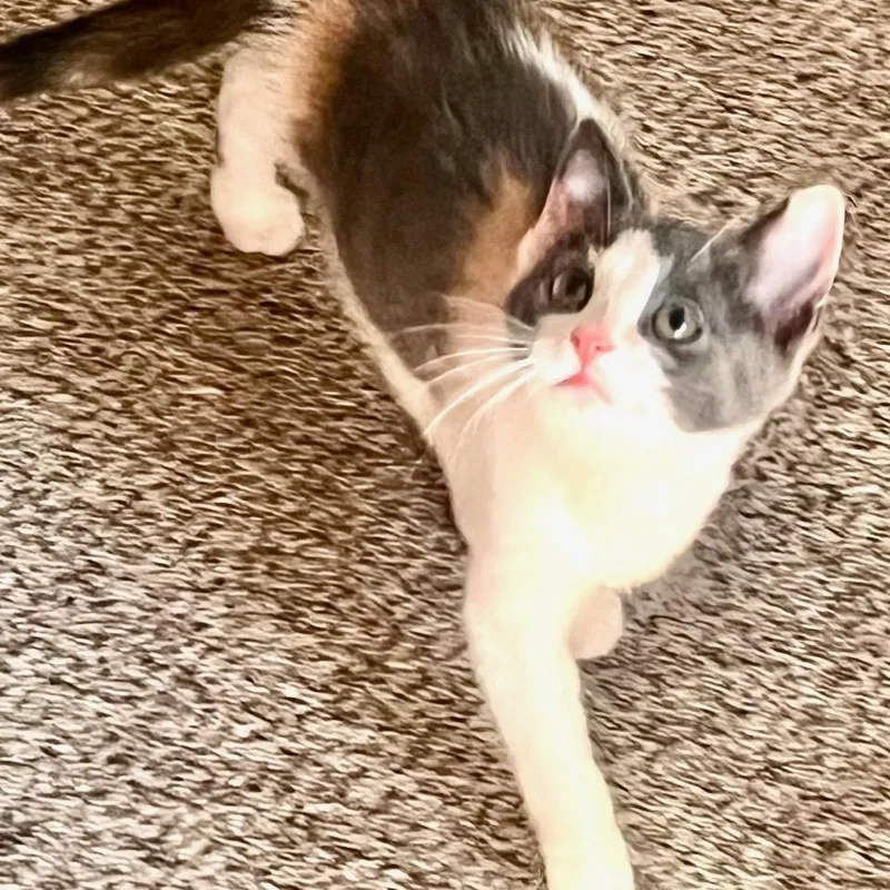 A baby medium-sized female Calico cat named Coco for adoption in Wyandotte, MI