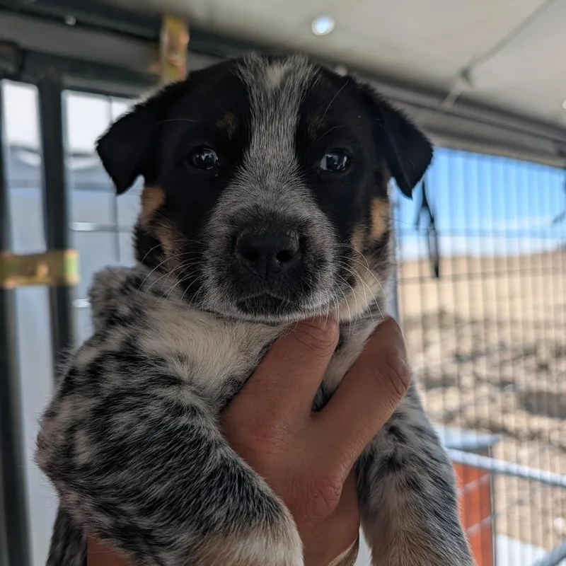 A baby small-sized female Gray / Blue / Silver Australian Shepherd dog named Cookie for adoption in Phoenix, AZ
