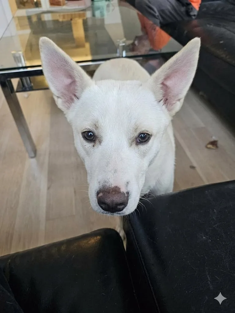 An adult medium-sized female Mixed Breed dog named Bellis for adoption in Germantown, OH