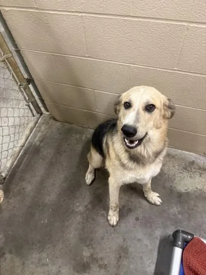 An adult large-sized male Labrador Retriever dog named B Toby for adoption in North Charleston, SC