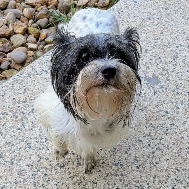 An adult small-sized female Black Yorkshire Terrier dog named Twiggy for adoption in Houston, TX