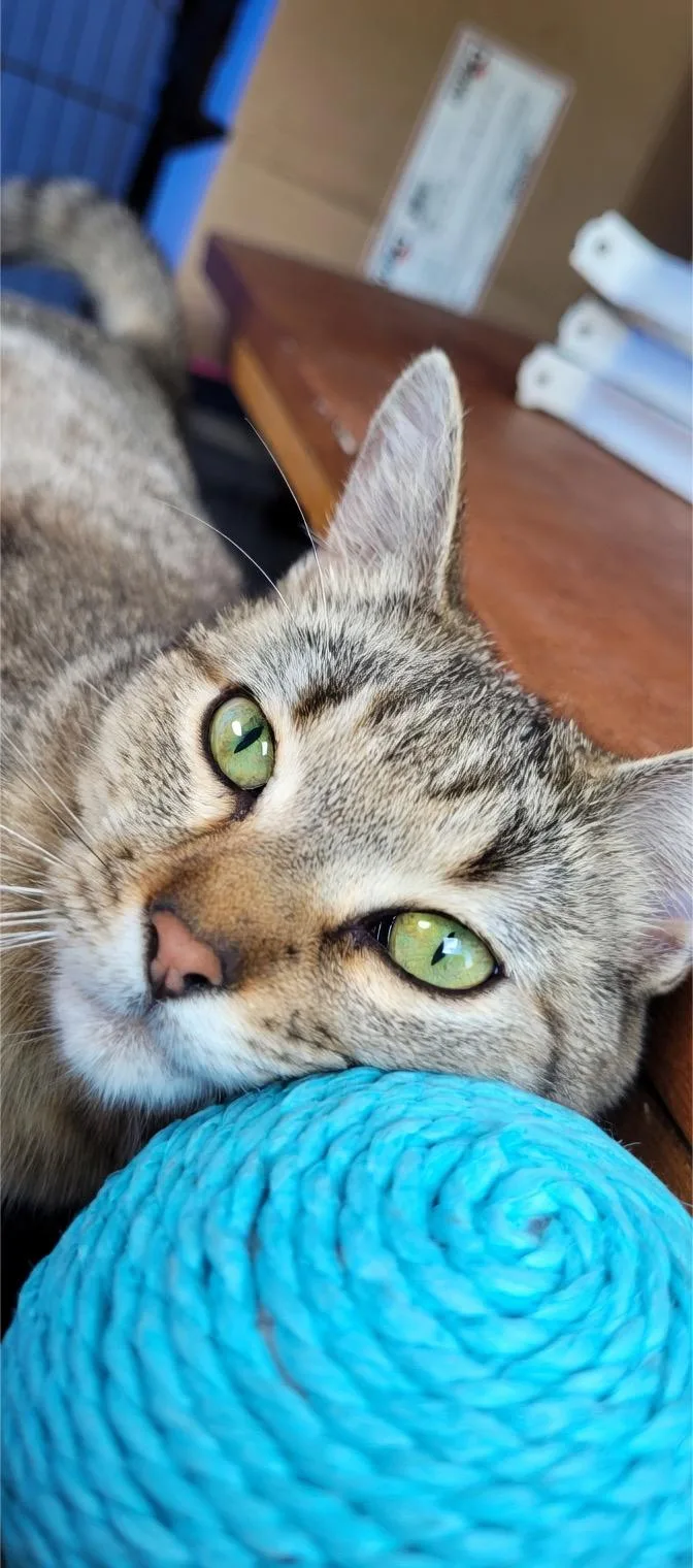 A young medium-sized female Tabby (Brown / Chocolate) Domestic Short Hair cat named Kairi for adoption in Houston, TX