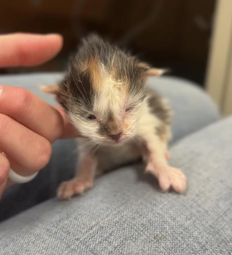 A baby small-sized female Orange & White Domestic Short Hair cat named Cali for adoption in Bemidji, MN