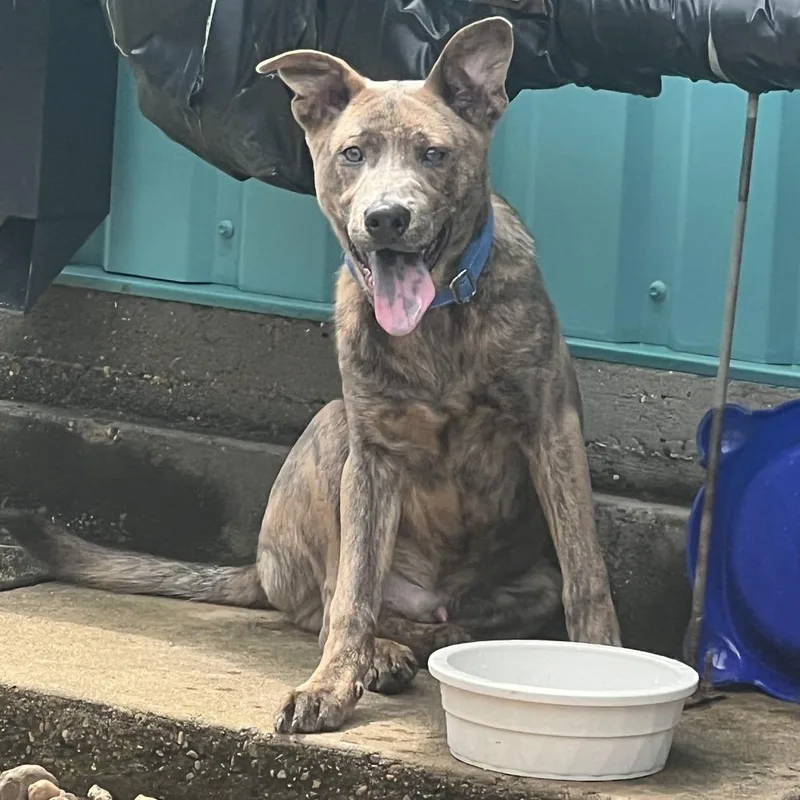A young medium-sized male Mixed Breed dog named Tank for adoption in Galveston, TX