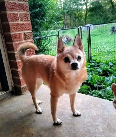 A senior small-sized female Yellow / Tan / Blond / Fawn Chihuahua dog named Precious for adoption in Hopkinton, MA