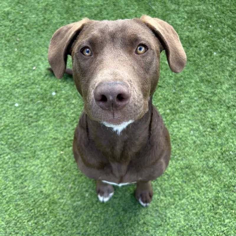 A young medium-sized male Pit Bull Terrier dog named Fudge for adoption in Flagstaff, AZ