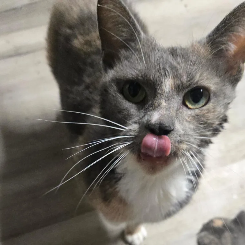 An adult medium-sized female Tortoiseshell Domestic Short Hair cat named Charlene for adoption in Southington, OH