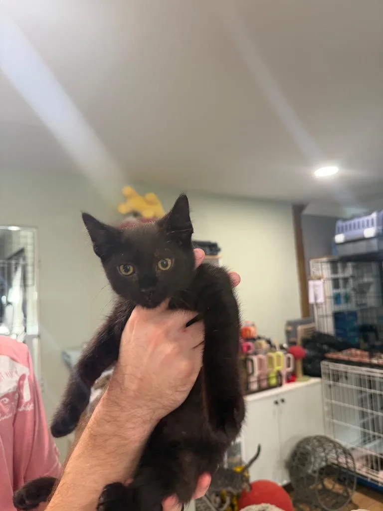 A baby large-sized female Domestic Short Hair cat named Tilly for adoption in warrenville, SC