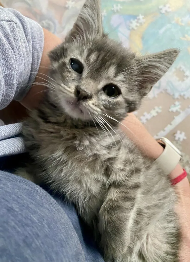 A baby large-sized female Domestic Short Hair cat named Amelia for adoption in Decorah, IA