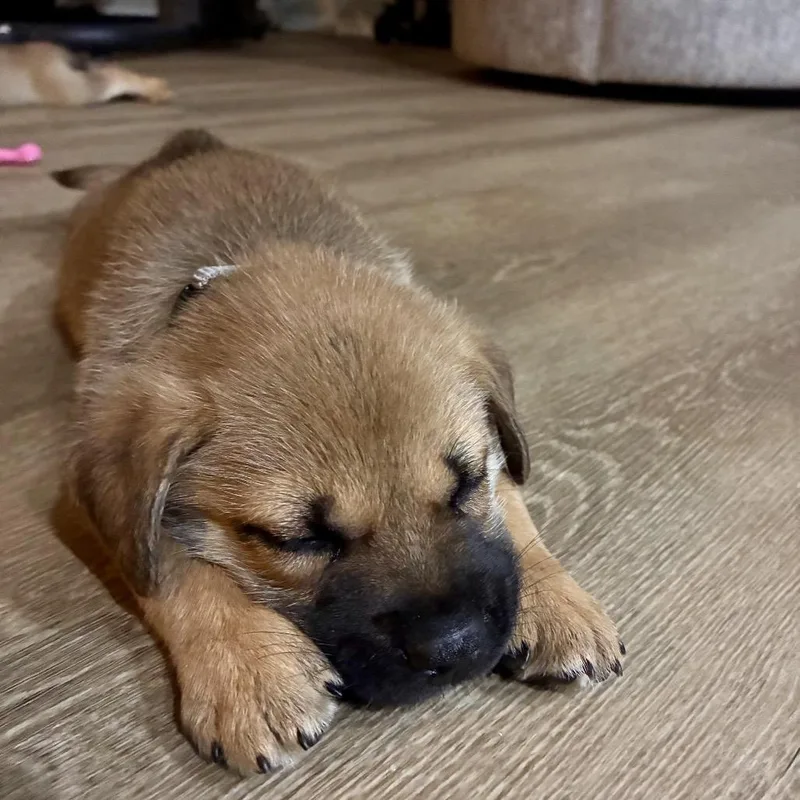 Benji