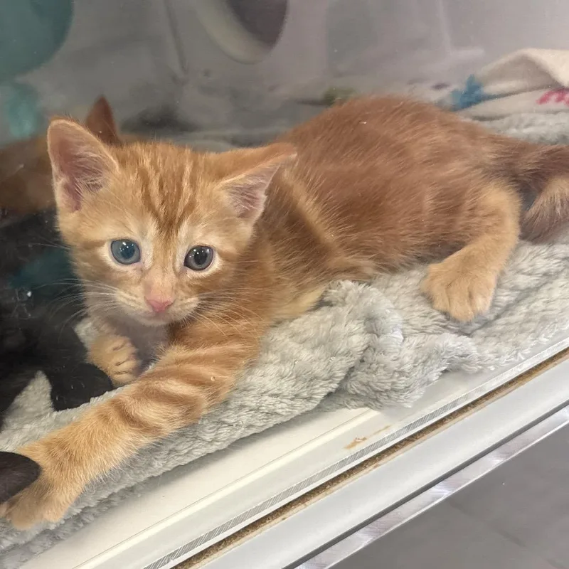 A baby small-sized male Orange / Red Domestic Short Hair cat named Parsley for adoption in Lake Jackson, TX