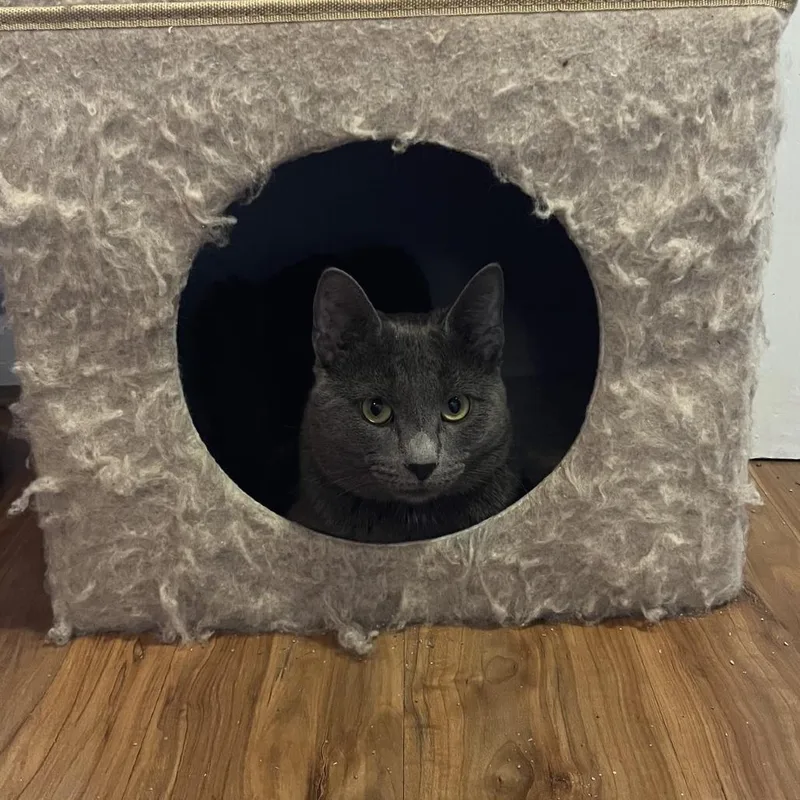 A young large-sized male Gray / Blue / Silver Domestic Short Hair cat named Smokey for adoption in Gibsonia, PA