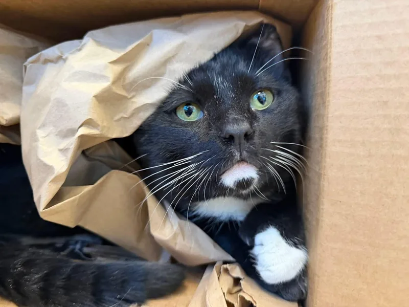 An adult medium-sized male Black & White / Tuxedo Domestic Short Hair cat named Franklin for adoption in Quincy, MA