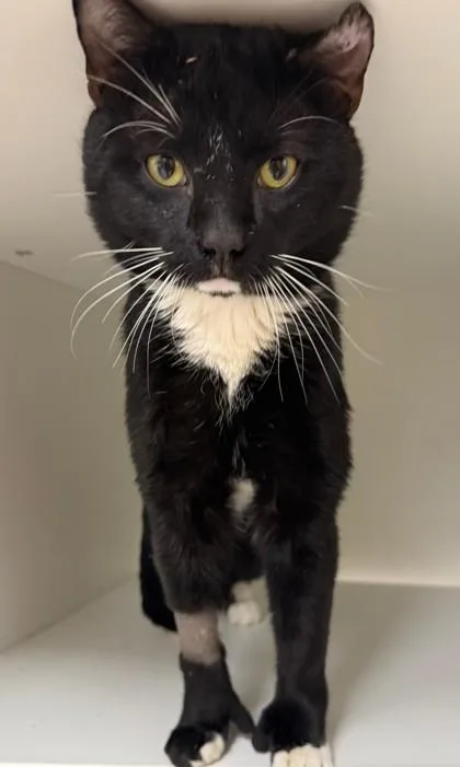 Franklin thumbnail 2