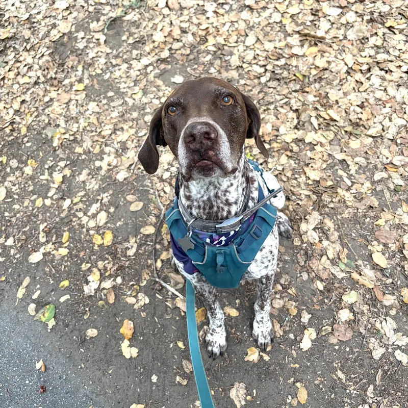 A senior large-sized male German Shorthaired Pointer dog named Buddy for adoption in Menlo Park, CA