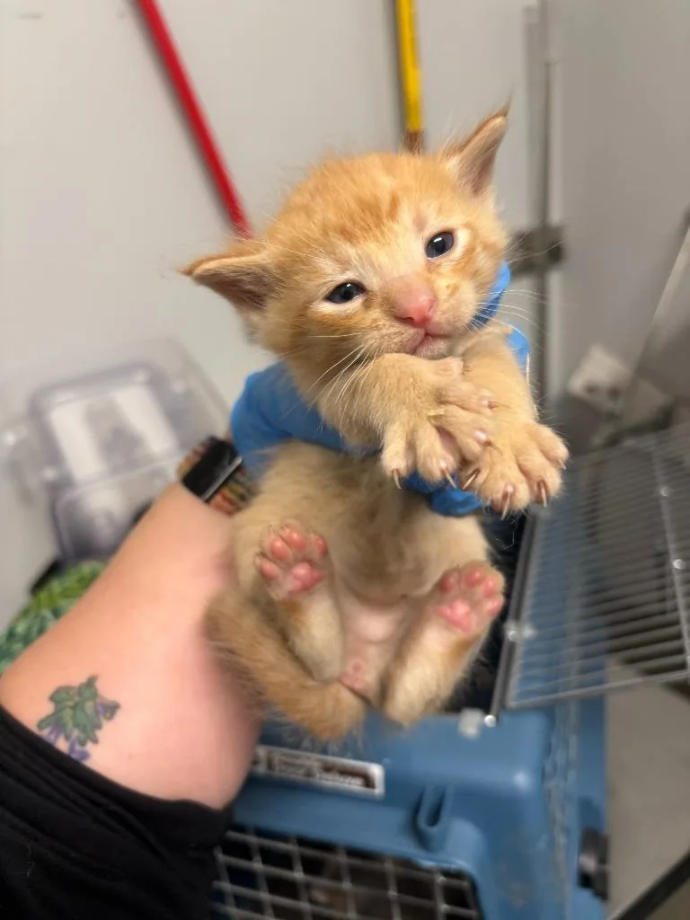 A baby small-sized male Abyssinian cat named Jeanluc Picard for adoption in Mustang, OK
