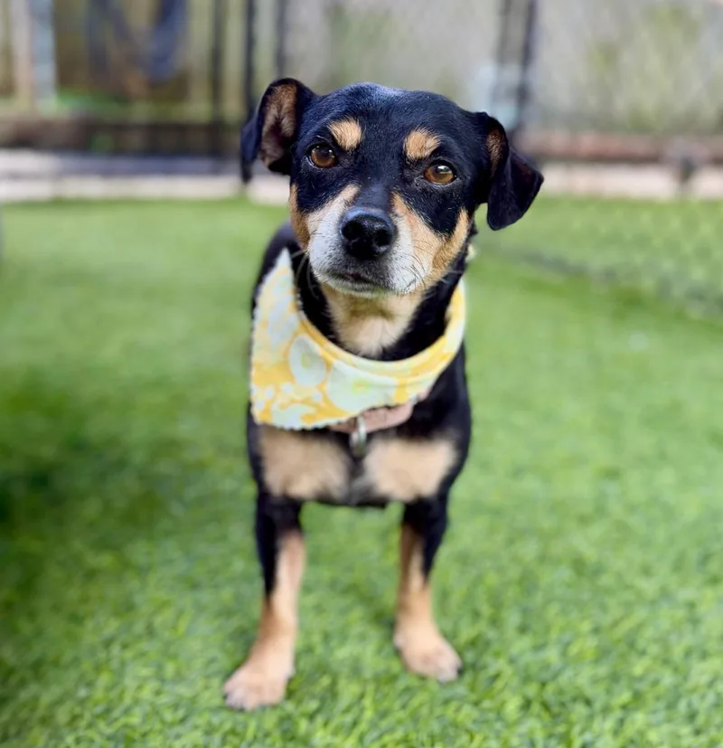 A young small-sized female Chihuahua dog named Flower for adoption in Ellijay, GA